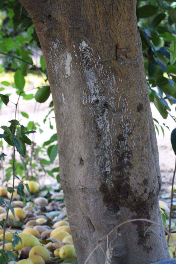            Bark (Abhayapuri, Riverside, CA)   